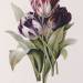 Tulips, from 'A Fine Series of Floral Bouquets'